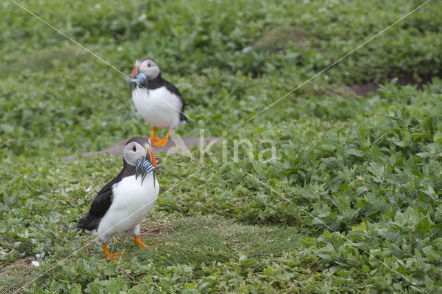 Atlantic Puffin (Fratercula arctica)