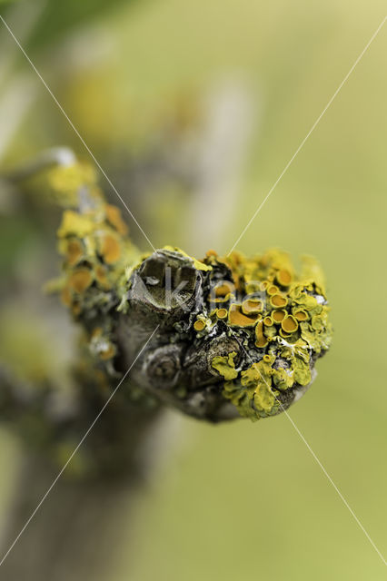 Xanthoria polycarpa