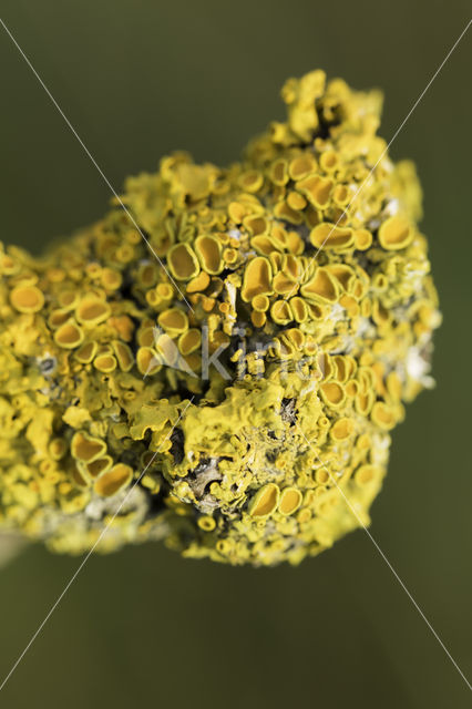 Klein dooiermos (Xanthoria polycarpa)