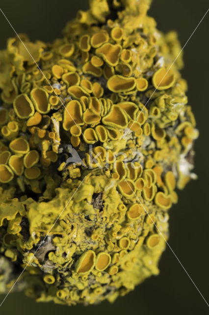 Klein dooiermos (Xanthoria polycarpa)