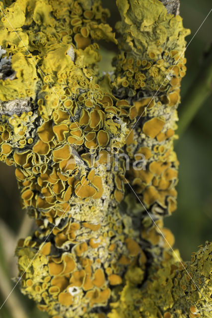 Xanthoria polycarpa