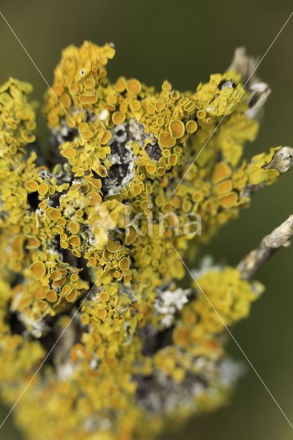 Klein dooiermos (Xanthoria polycarpa)