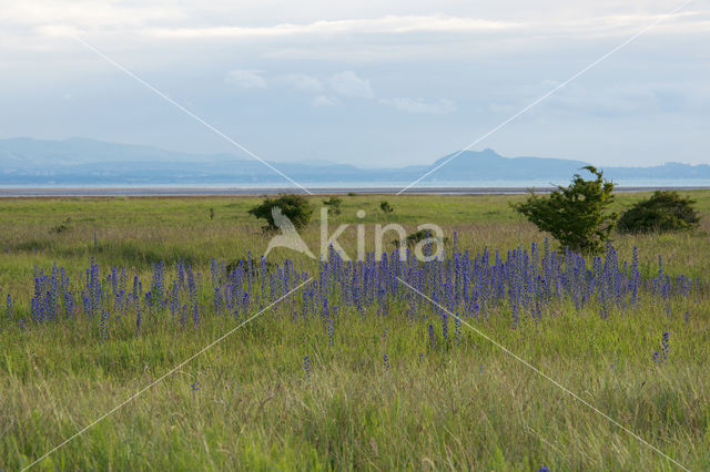 Viper's-bugloss (Echium vulgare)