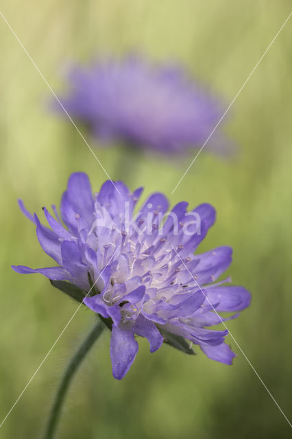 Field Scabious (Knautia arvensis)