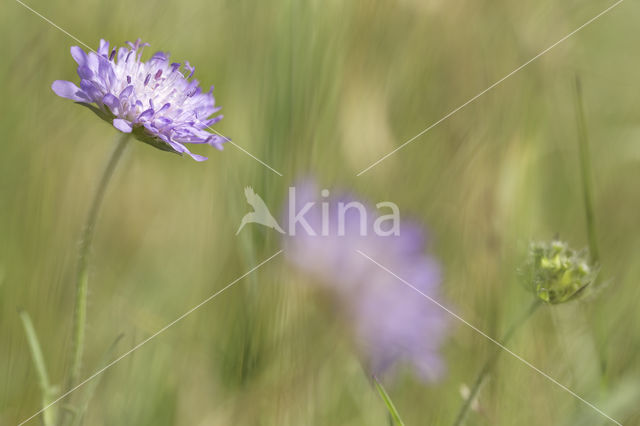 Field Scabious (Knautia arvensis)