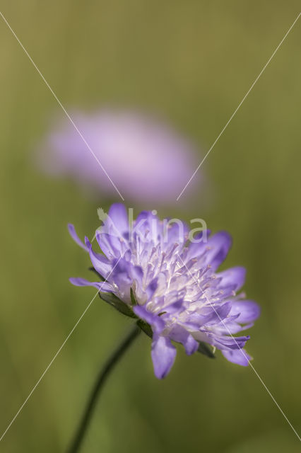 Field Scabious (Knautia arvensis)