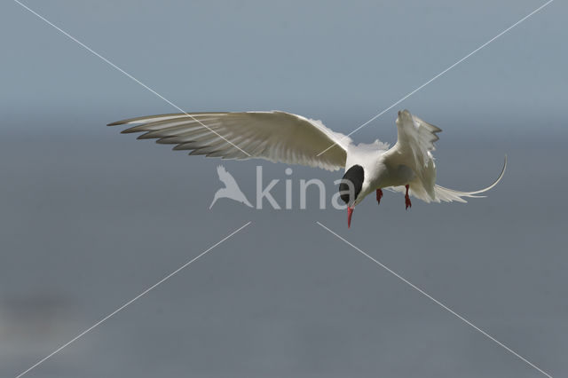 Arctic Tern (Sterna paradisaea)