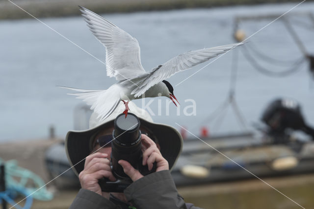 Arctic Tern (Sterna paradisaea)