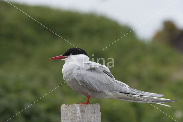 Arctic Tern (Sterna paradisaea)