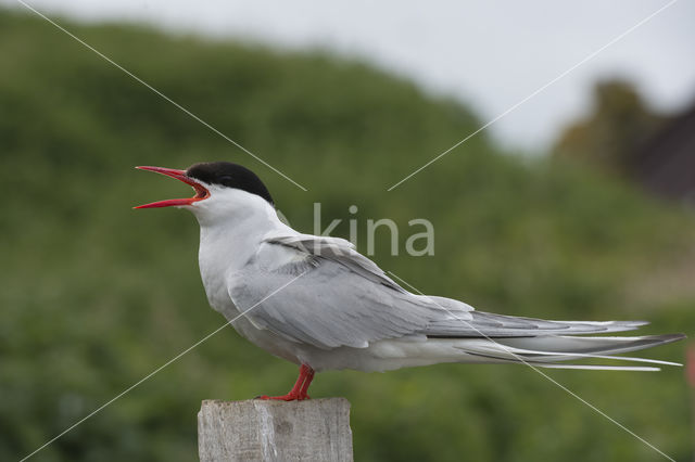 Arctic Tern (Sterna paradisaea)