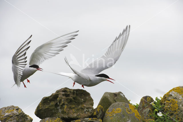 Arctic Tern (Sterna paradisaea)