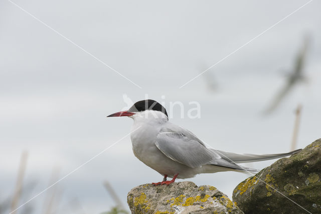 Arctic Tern (Sterna paradisaea)