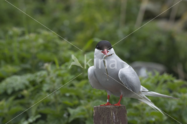 Arctic Tern (Sterna paradisaea)