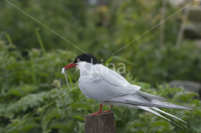 Arctic Tern (Sterna paradisaea)