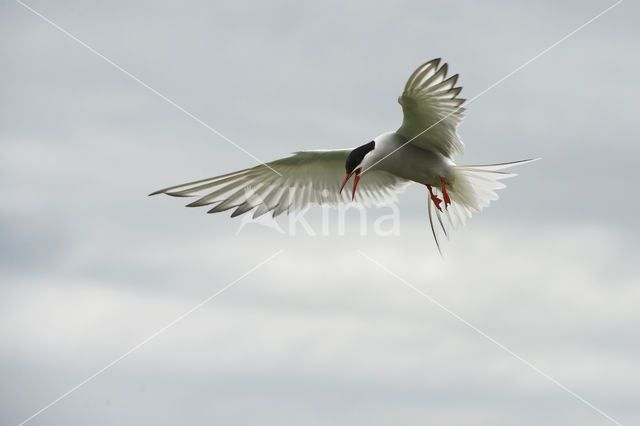 Arctic Tern (Sterna paradisaea)