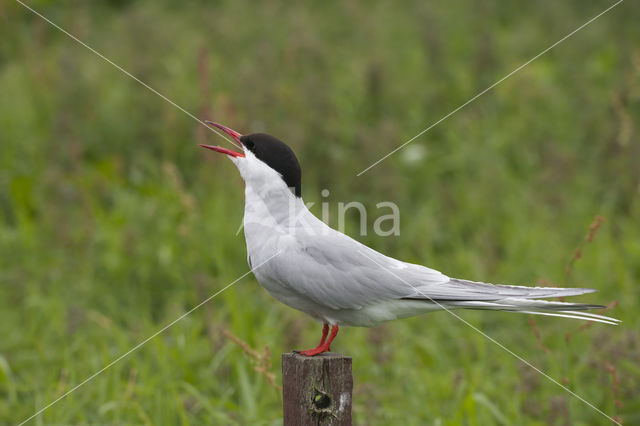 Arctic Tern (Sterna paradisaea)