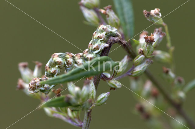 Absintmonnik (Cucullia absinthii)