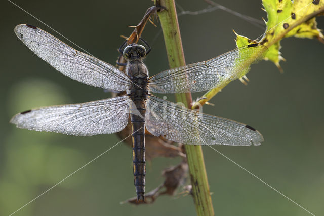 Black-tailed Skimmer (Orthetrum cancellatum)