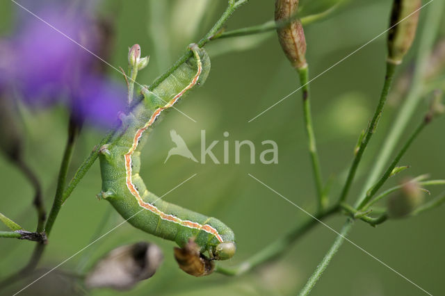 Spurrie-uil (Discestra trifolii)