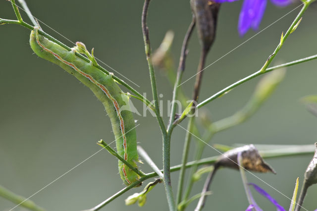 Spurrie-uil (Discestra trifolii)