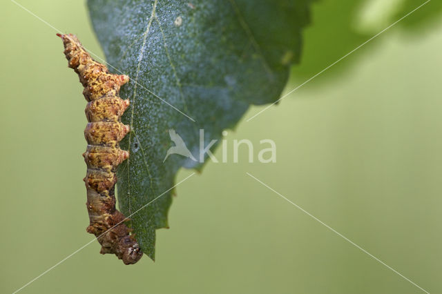 Falcaria lacertinaria