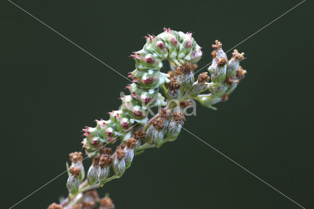 Bijvoetmonnik (Cucullia artemisiae)