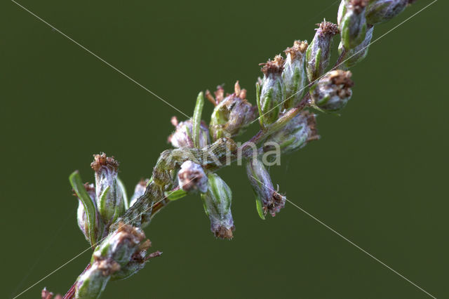 Absintmonnik (Cucullia absinthii)