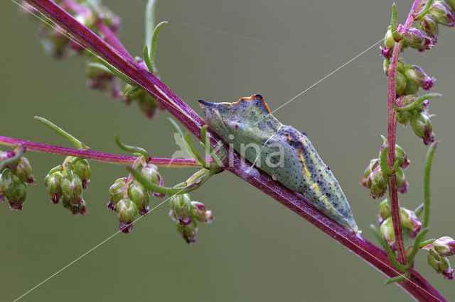 Bath White (Pontia daplidice)