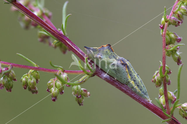 Bath White (Pontia daplidice)