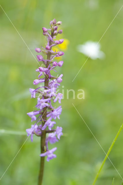 Grote muggenorchis (Gymnadenia conopsea)