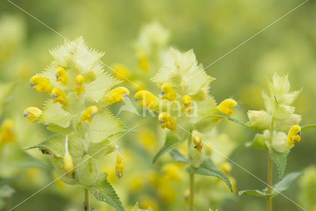 Late-flowering Yellow-rattle (Rhinanthus serotinus)