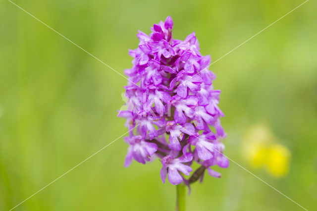 Pyramidal Orchid (Anacamptis pyramidalis)