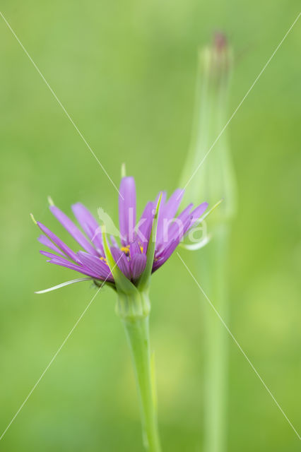 Paarse morgenster (Tragopogon porrifolius)