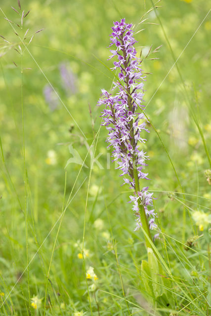 Soldaatje (Orchis militaris)