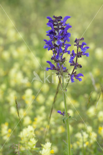 Meadow Clary (Salvia pratensis)