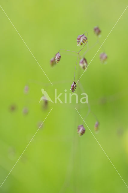 Quaking Grass (Briza media)