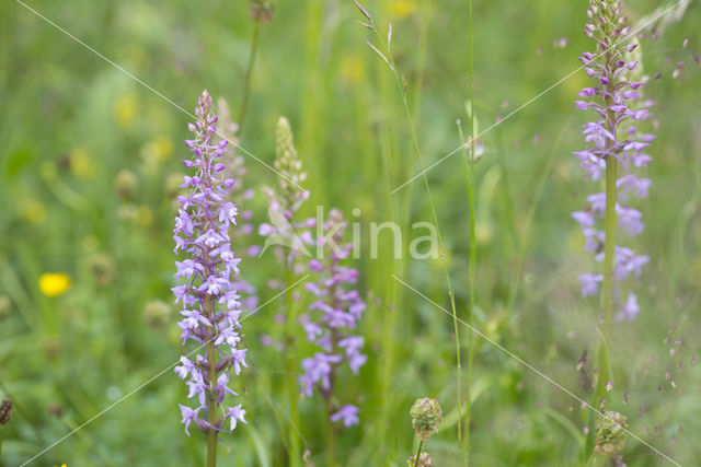 Quaking Grass (Briza media)