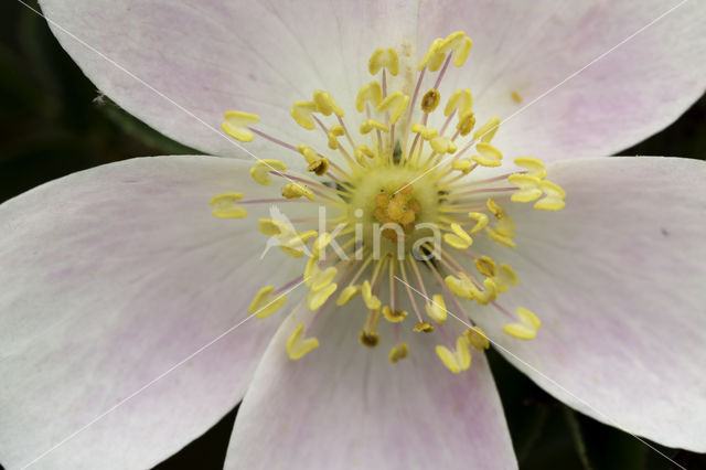 Burnet Rose (Rosa pimpinellifolia)