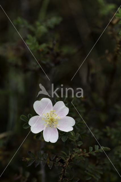 Duinroosje (Rosa pimpinellifolia)