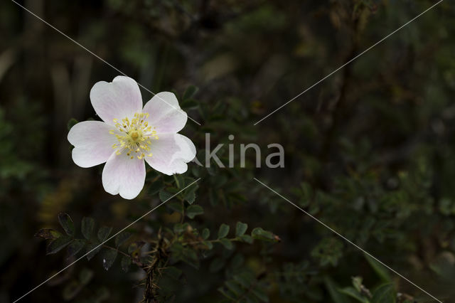 Duinroosje (Rosa pimpinellifolia)