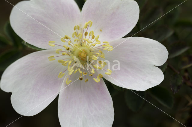 Duinroosje (Rosa pimpinellifolia)