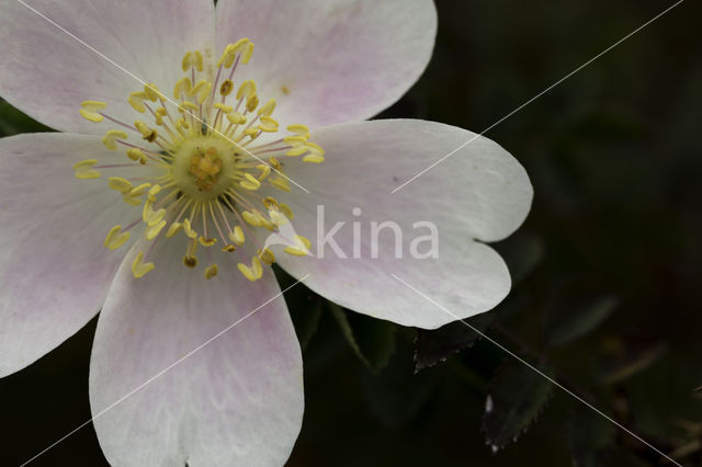 Duinroosje (Rosa pimpinellifolia)