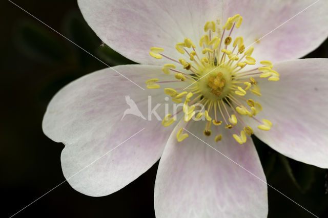 Burnet Rose (Rosa pimpinellifolia)