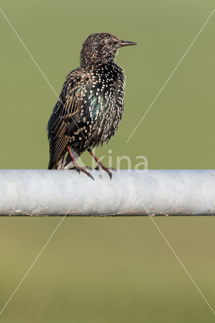 European Starling (Sturnus vulgaris)