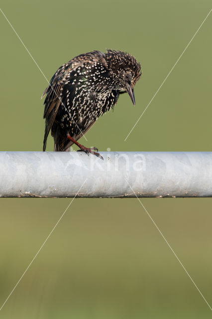 Spreeuw (Sturnus vulgaris)