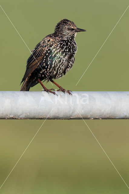 Spreeuw (Sturnus vulgaris)