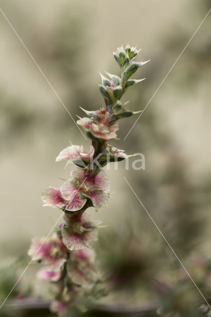 Prickly Saltwort (Salsola kali subsp. kali)