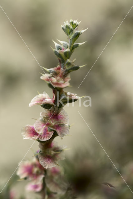 Stekend loogkruid (Salsola kali subsp. kali)