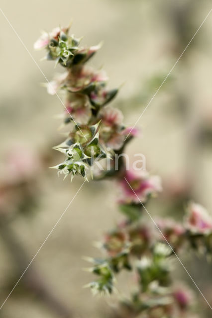 Stekend loogkruid (Salsola kali subsp. kali)