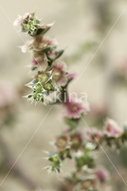 Stekend loogkruid (Salsola kali subsp. kali)